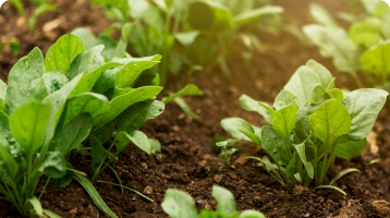 Agricultural Product Testing